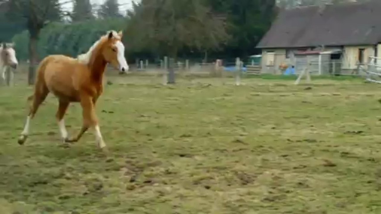 Cody & Country : et c'est parti -mars2013