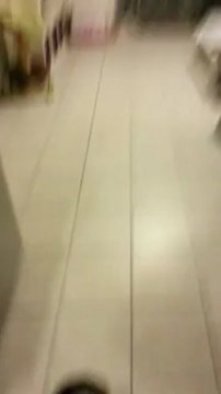 Un petit chat qui ramene la balle comme un chien !