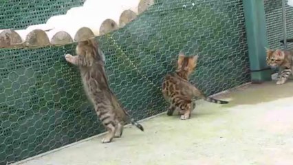 Magic Bengal - litter Fame & Pearl 2 months (4)