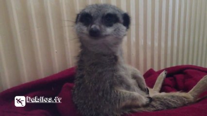 Un suricate lutte contre le sommeil !