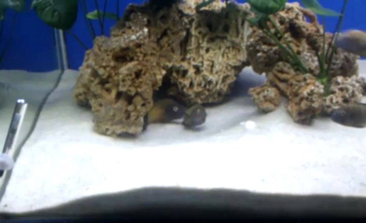 VIDEO0043