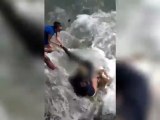 Un perro ataca a un león marino bebé en una playa de Estados Unidos