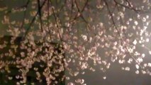 桜…まだ観れます。