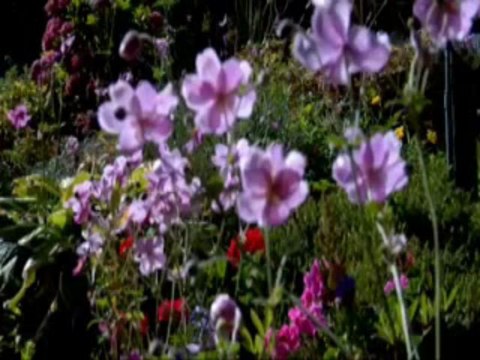 Is It still OK Jimmy Travis Band