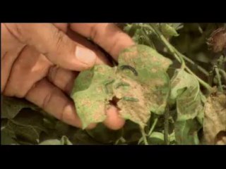 Bayer's BELT : Science Just Like Magic