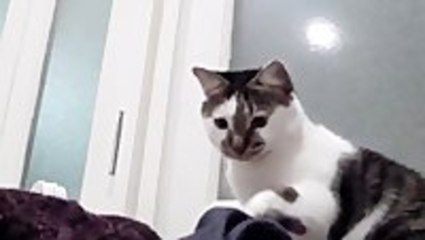 Cat Playing With Bubbles