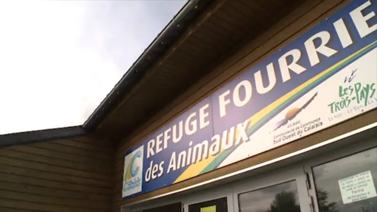 emission mammiféres marins