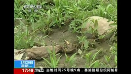 Dead ducks found in Chinese river