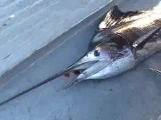 Fishing Sailfish Maldives 2004