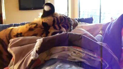 Se reveiller avec un tigre dans son lit