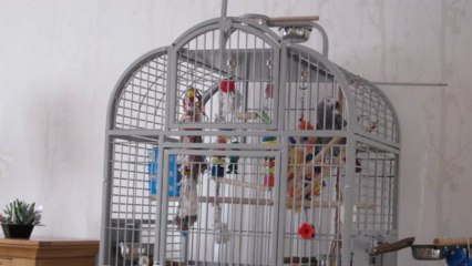 youri dit "petit oiseau africain"