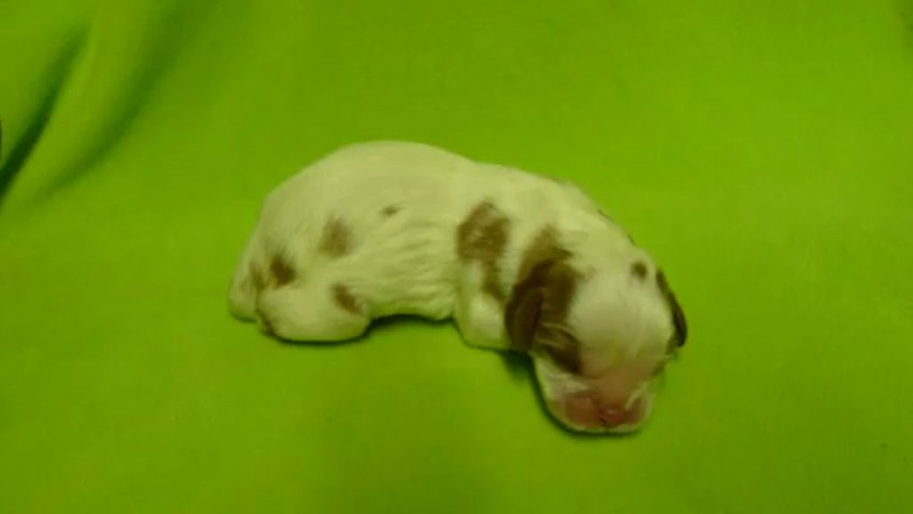 015  chiot de GLORIA