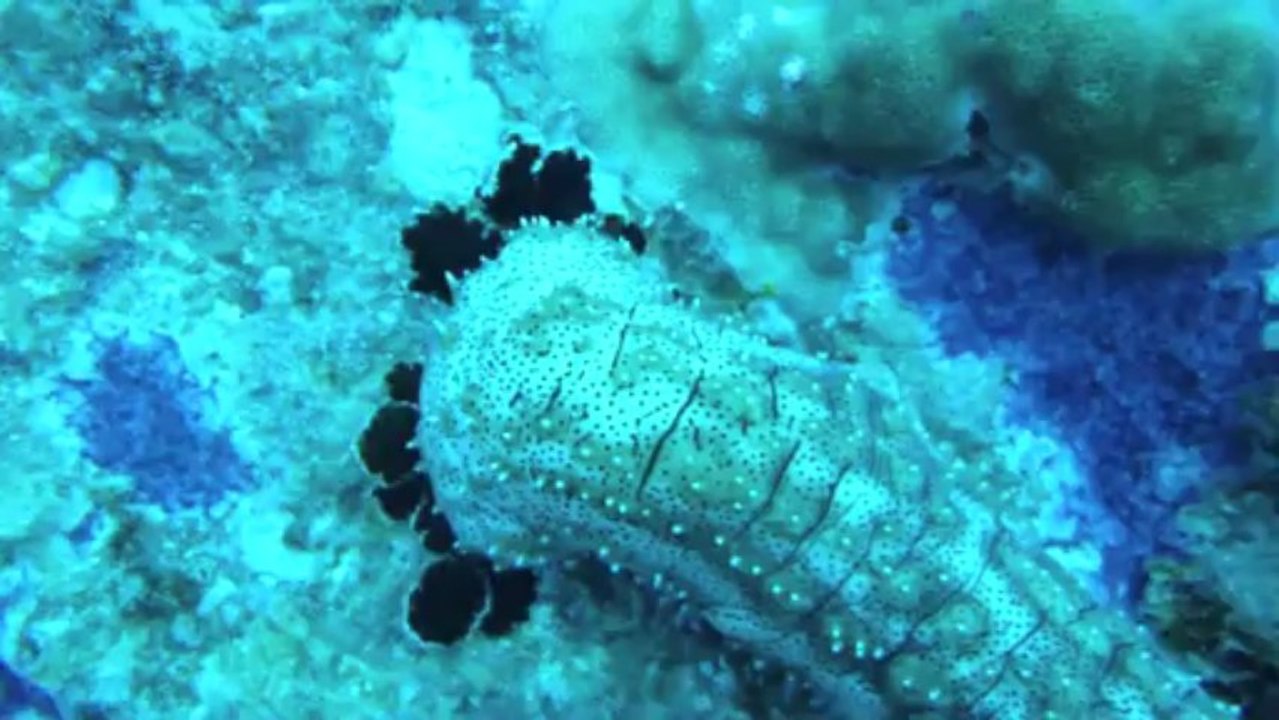 seychelles sous l'eau hd