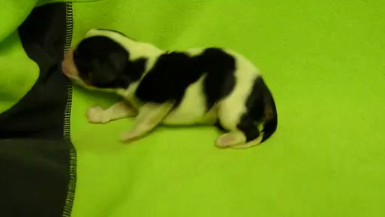 029 Chiot de la portée de GLORIA