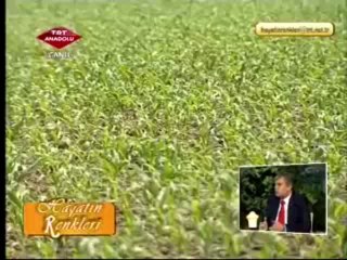 Türkiye Tohumcular Birliği Başkanı Yıldıray Gençer TRT Anadolu'da tohumu anlattı