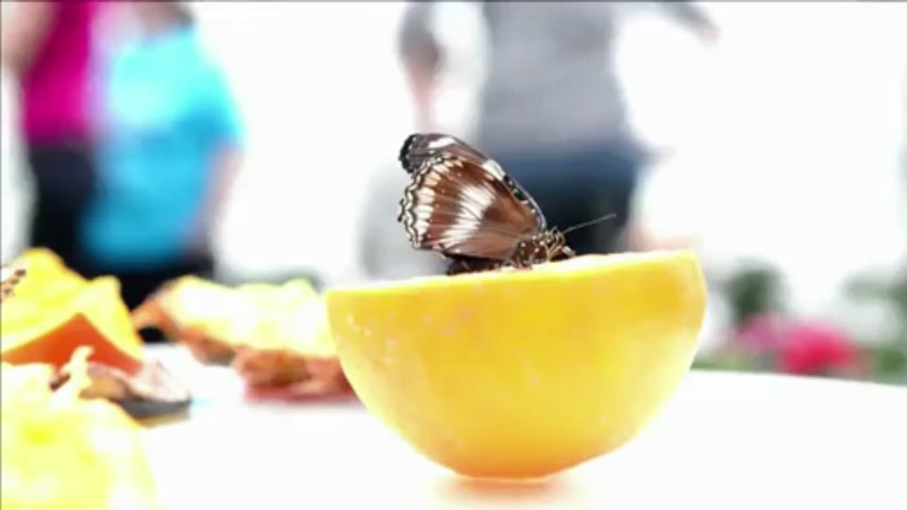 Schmetterlinge am Bauch: Große Flatter in Londoner Museum