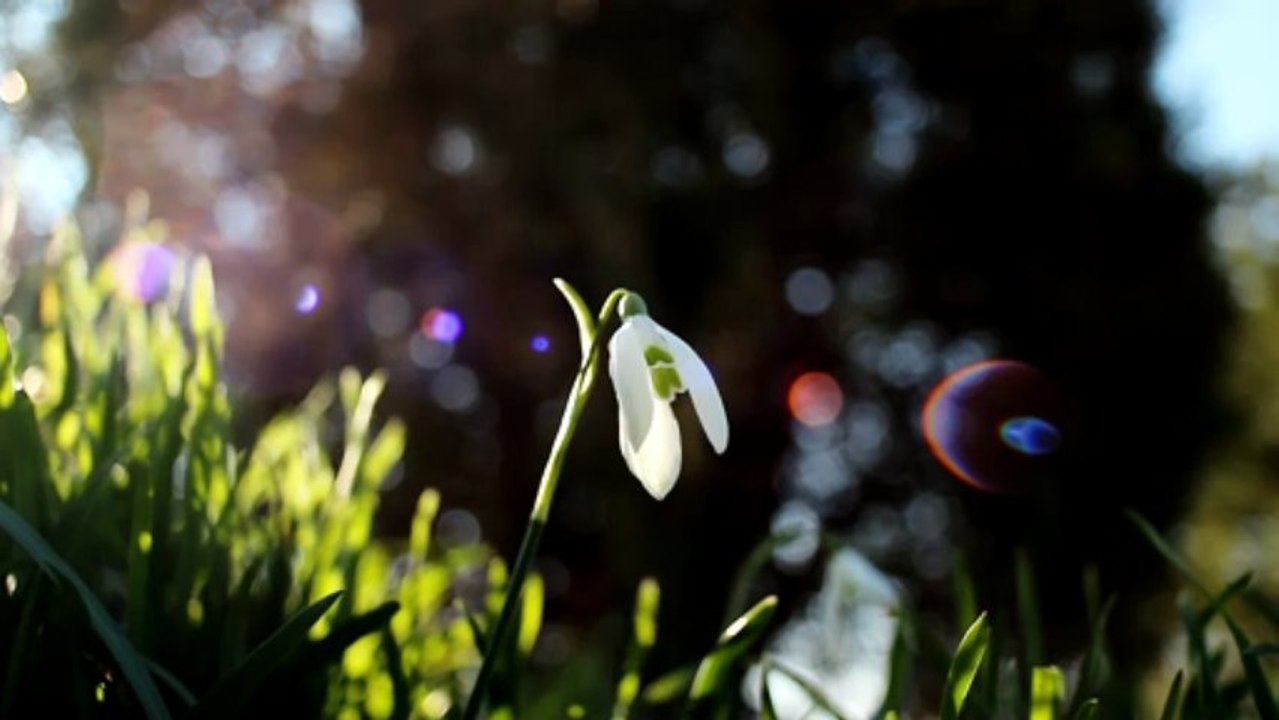 Snowdrop - Free HD stock footage
