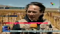 Bolivia primer productor de Quinua en el Mundo