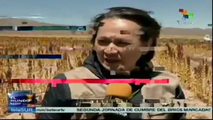 Bolivia primer productor de Quinua en el Mundo