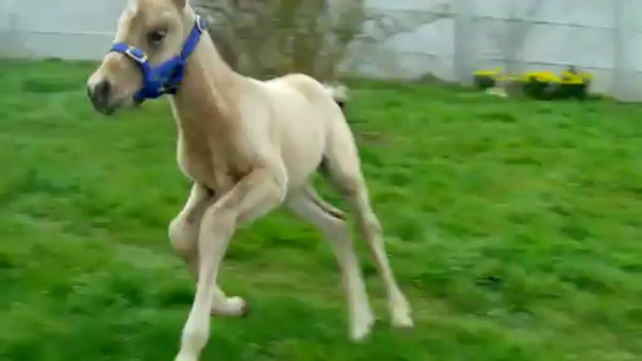 Dollar leos bar-mars2013