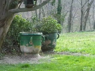 riri et fifi dans lamaison des oiseaux 001