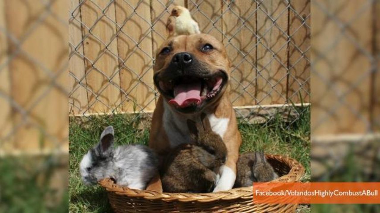 Adorable Photos of Pit Bull with Bunnies and Chicks