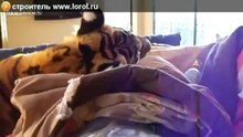 тигр в квартире