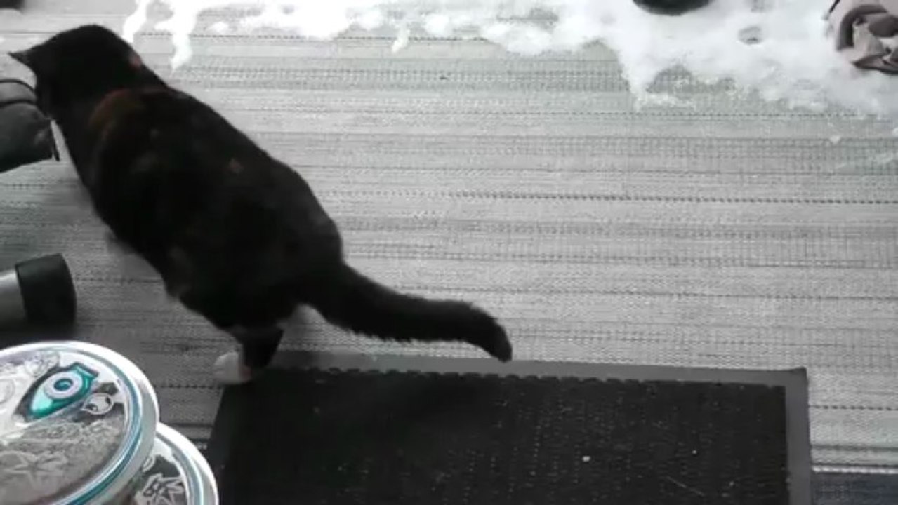 killercat