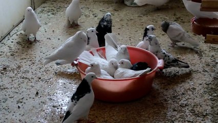 Купание голубей в джакузи.20.03..2013г.