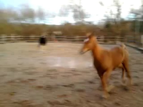 pur sang arabe jument