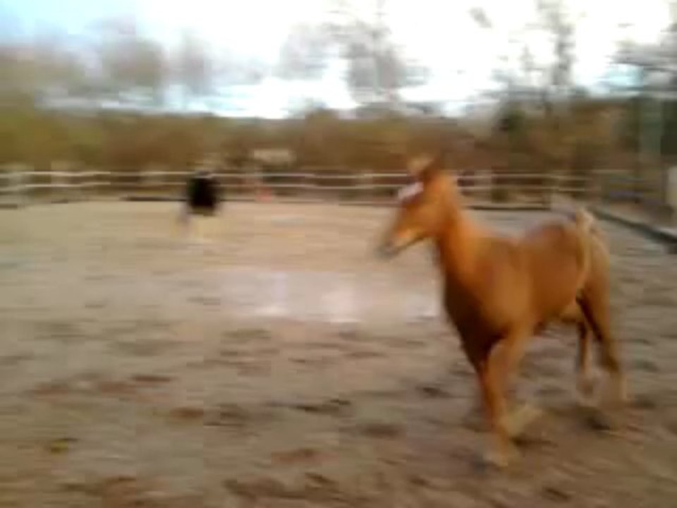 pur sang arabe jument