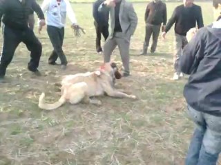Berber KAYA'nın Karabaş & Musa'nın Çarpık