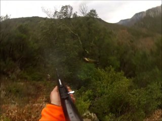 Chasse au sanglier dans l'Hérault. Causse.