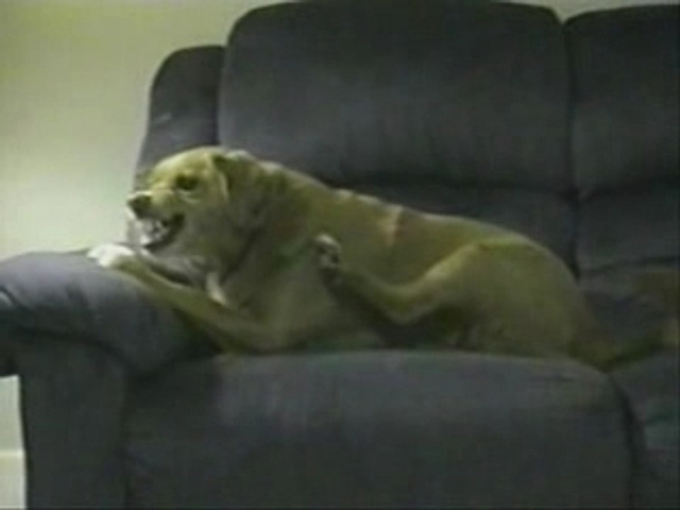 chien_bete