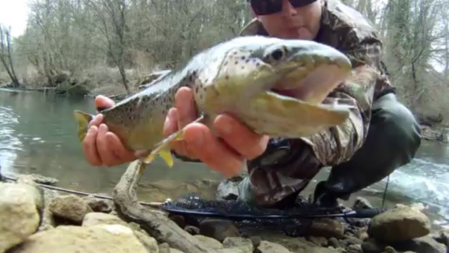 Nymphe à vue : première truite de la saison.