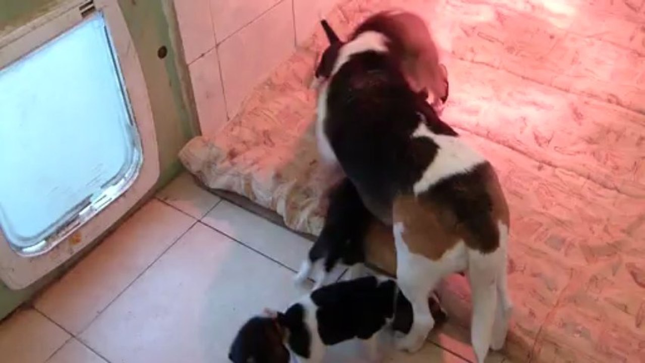 chiots d' Elsa des collines Mimetaine à 3 semaines