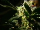 Marihuana: ¿Legalizacion o prohibicion?