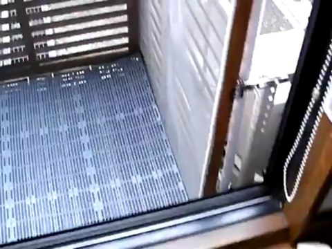 アフガンハウンド＆ネコ（A dog and a cat）