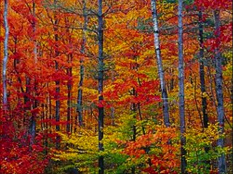 Plaisir d'automne