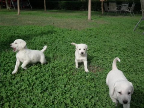 Satılık Akbaş yavruları,akbaş yavruları,