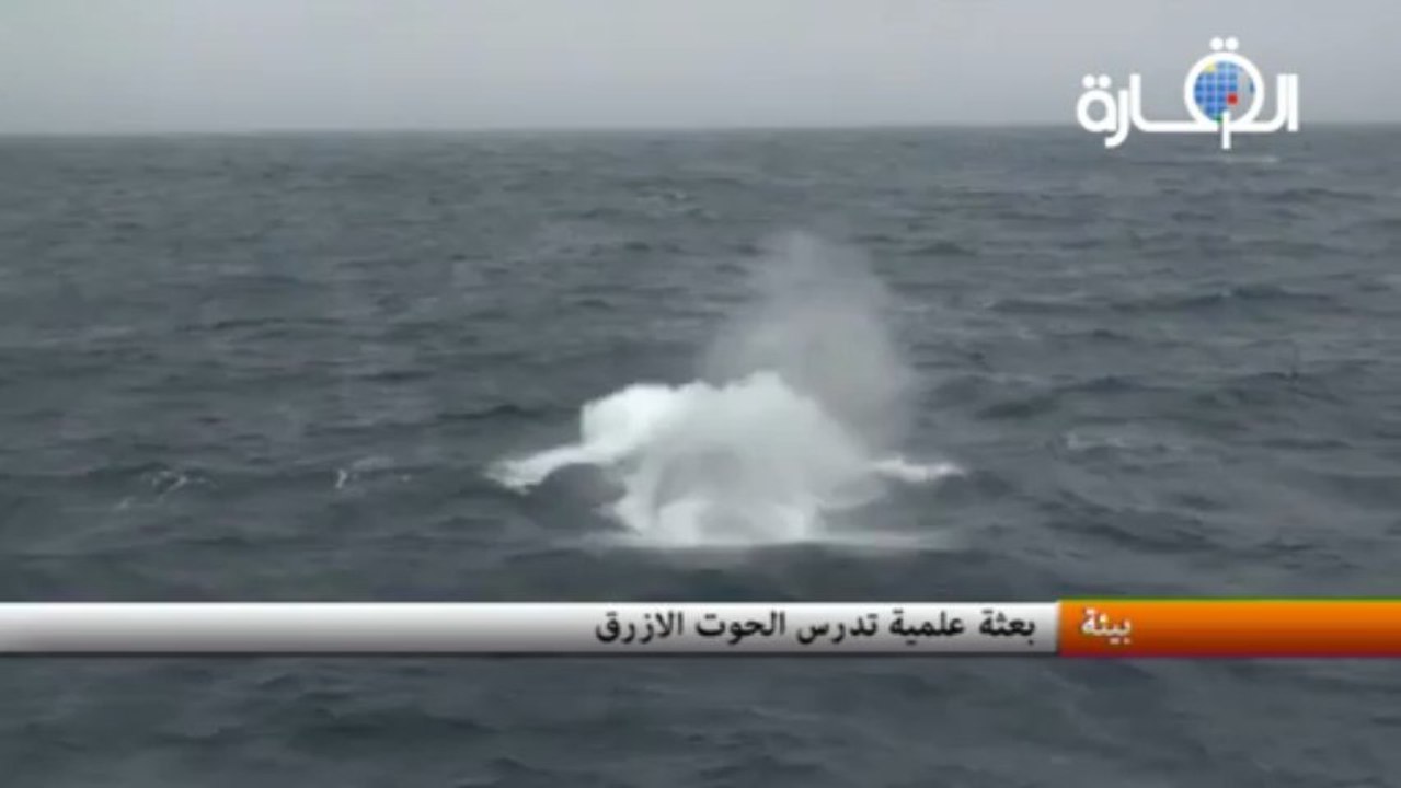 بعثة علمية تدرس الحوت الازرق