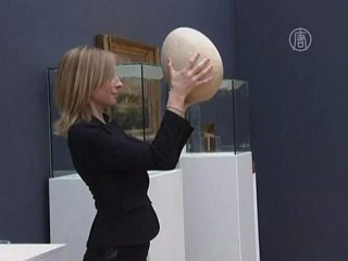 Крупнейшее в мире яйцо будет продано на аукционе