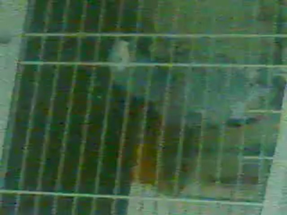 Abidin