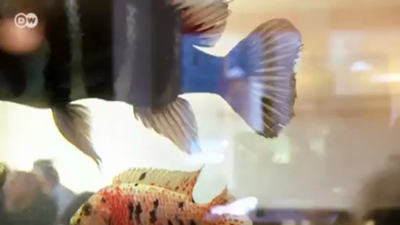 Papierlampen von Catherine Grigull | Euromaxx