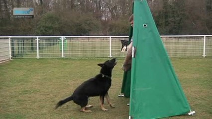 Coupe de France de dressage canin
