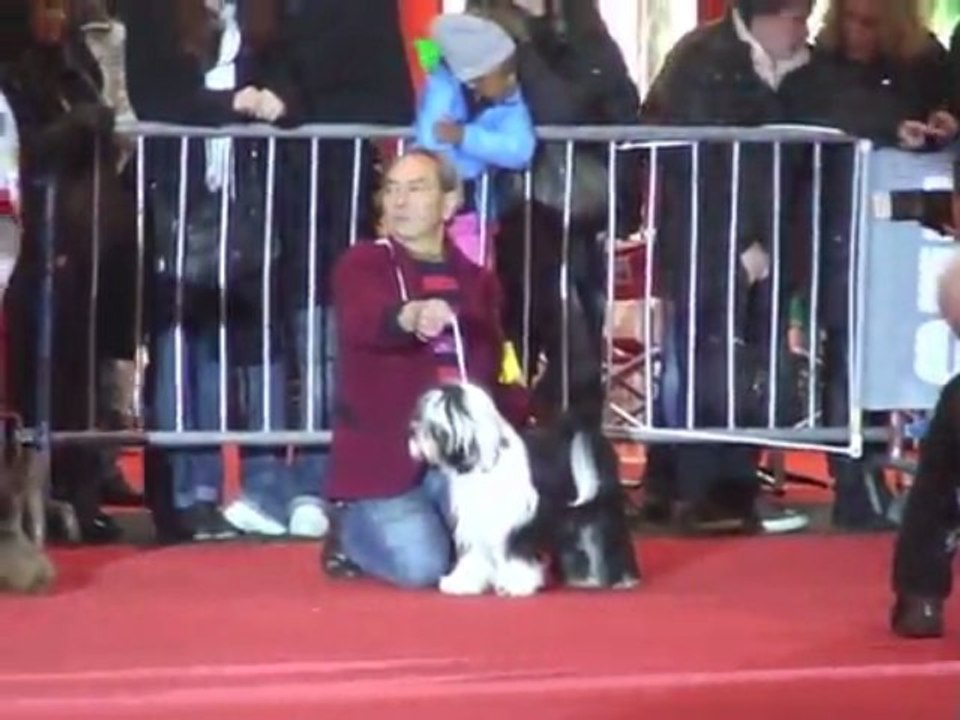 Expositions Canines Toulouse et Montluçon 2013