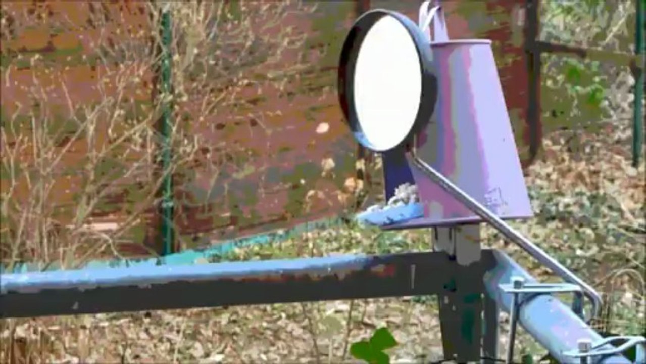 Amsel_eins_directors_cut