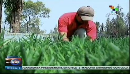 México: suben precios de vegetales tras ola de frío