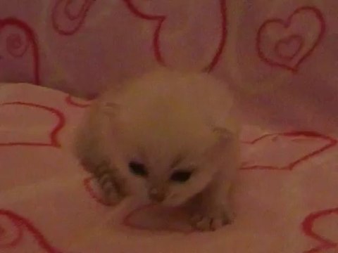 Ian des Rêves du Sud