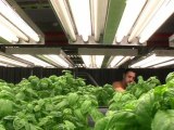 Growing Up: Indoor Farm Goes 'Mega' Near Chicago